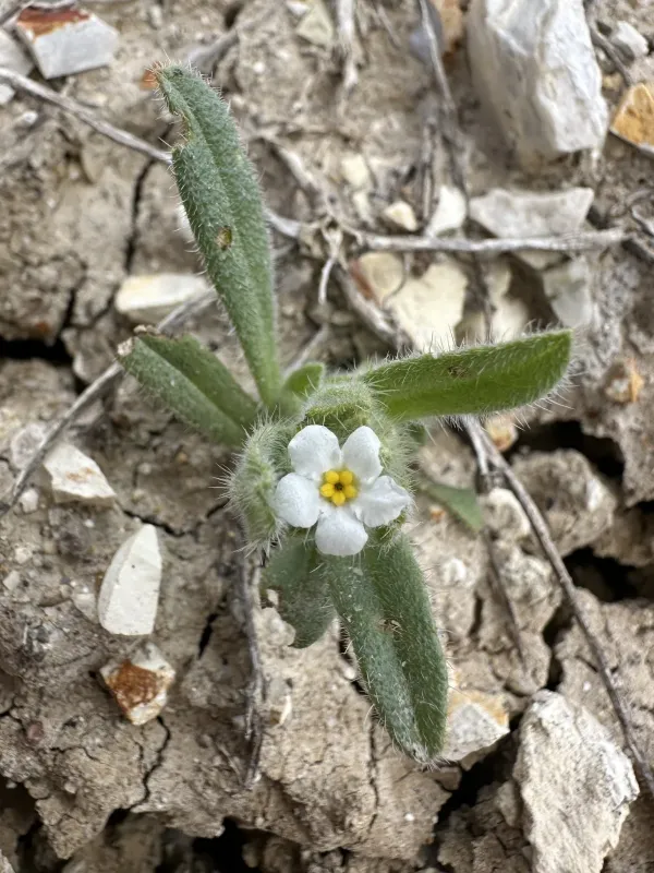 Plagiobothrys kingii