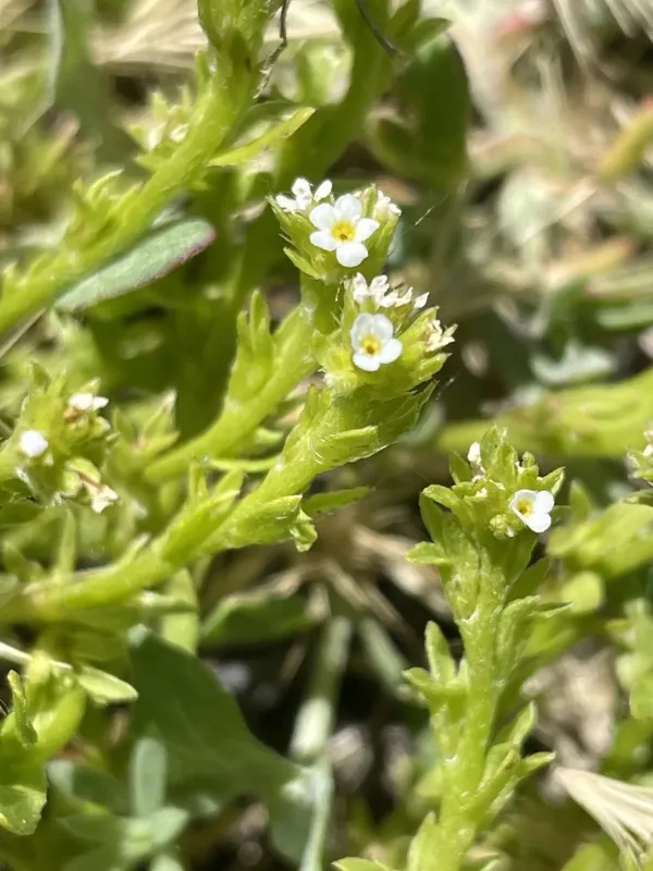 Plagiobothrys leptocladus