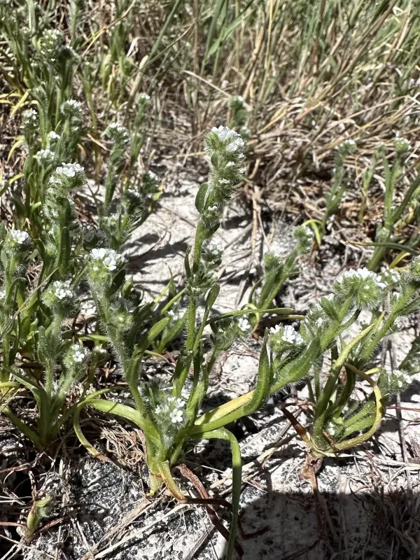 Salt-marsh popcornflower