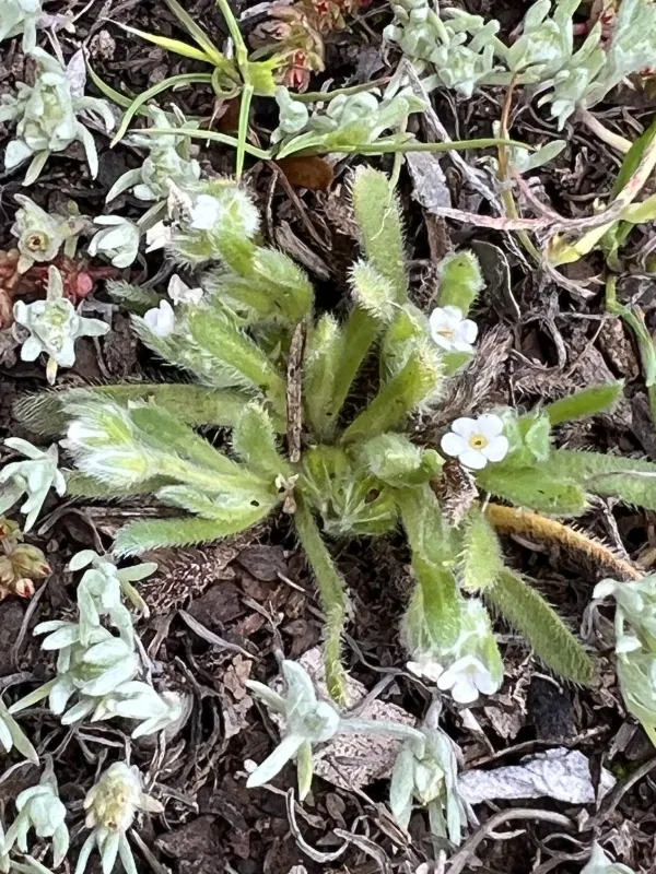 Plagiobothrys pringlei