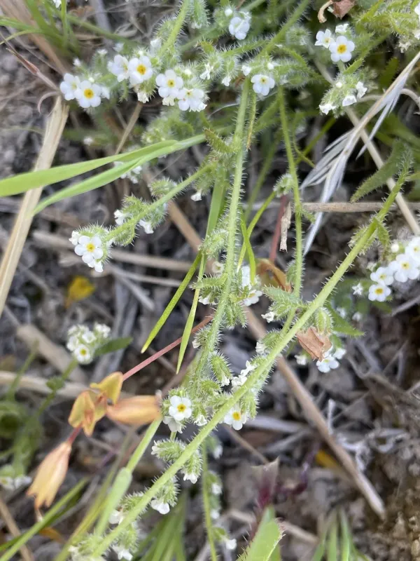 Plagiobothrys parishii