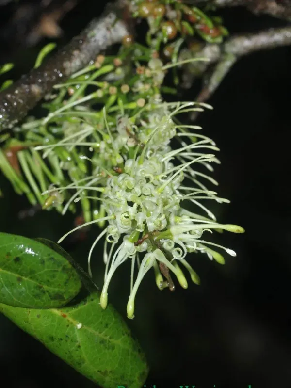 Helicia ceylanica