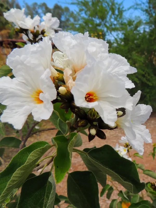 Cordia angustifolia