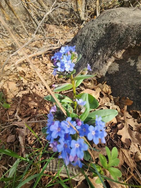 Mertensia brevistyla