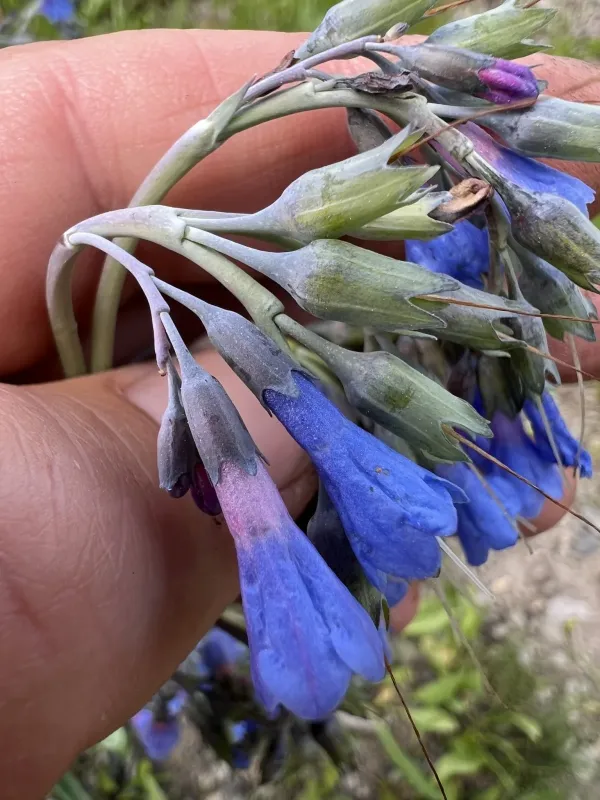 Mertensia campanulata