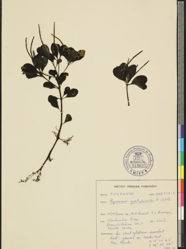 Peperomia portulacoides