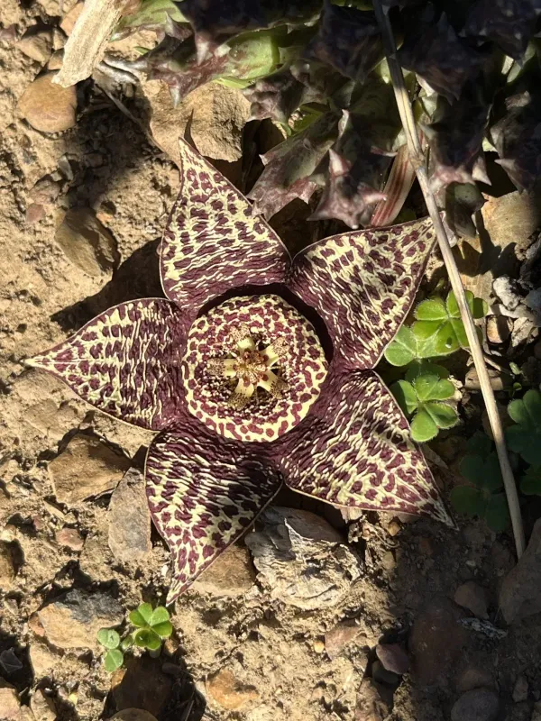 Orbea variegata