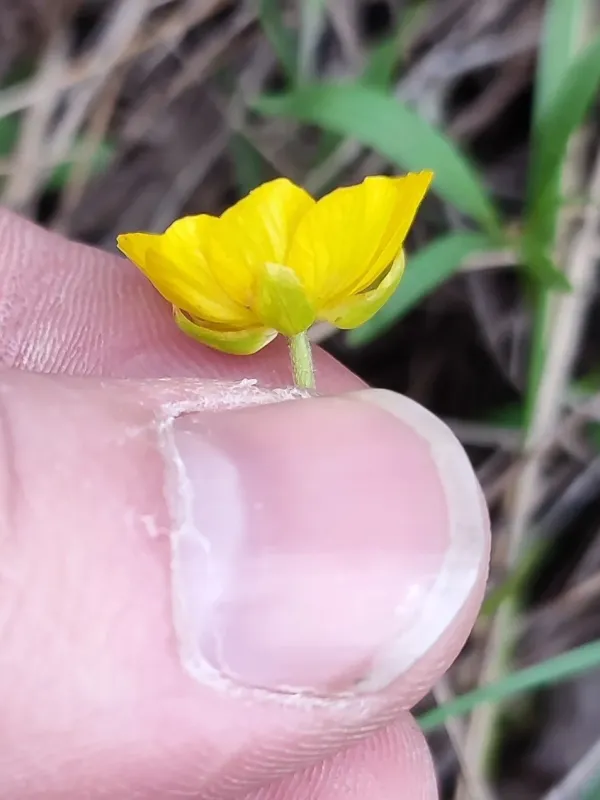 Forest-steppe buttercup