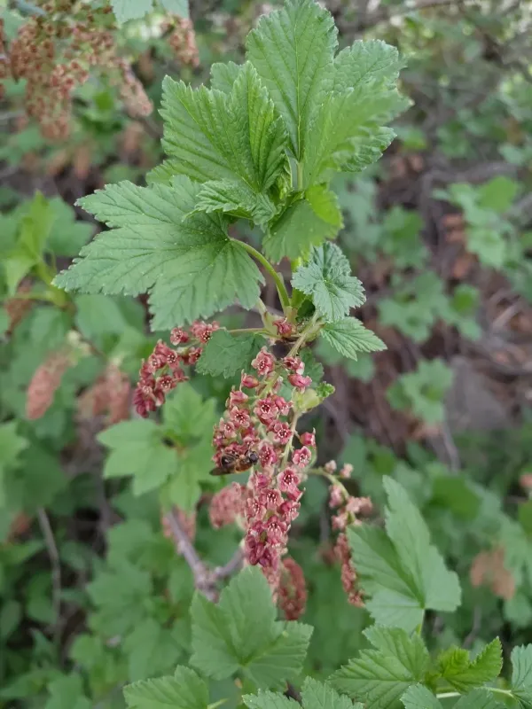 Carpathian currant