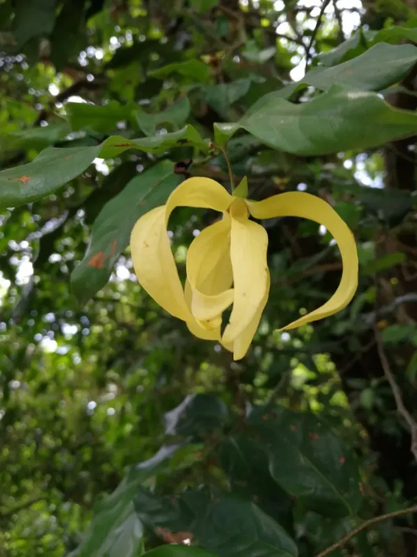 Desmos viridiflorus