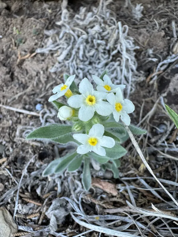 Cryptantha flavoculata