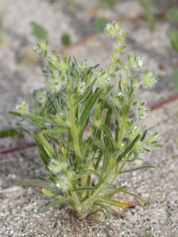 Gander's cryptantha