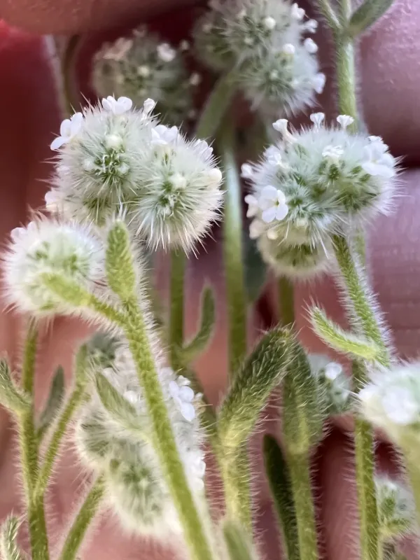 Cryptantha gracilis