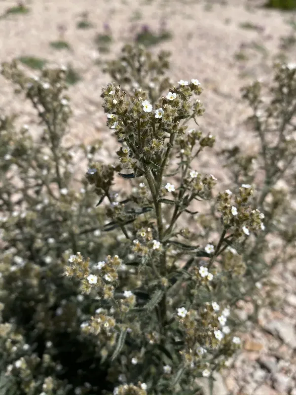 Cryptantha holoptera