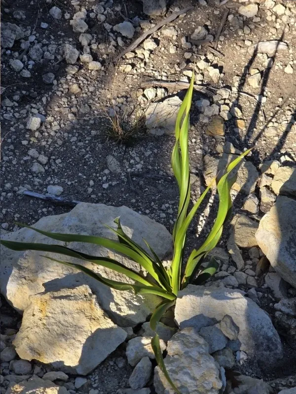 Rock Yucca