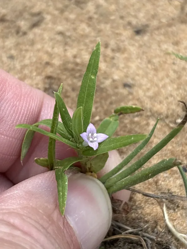 Hexasepalum teres