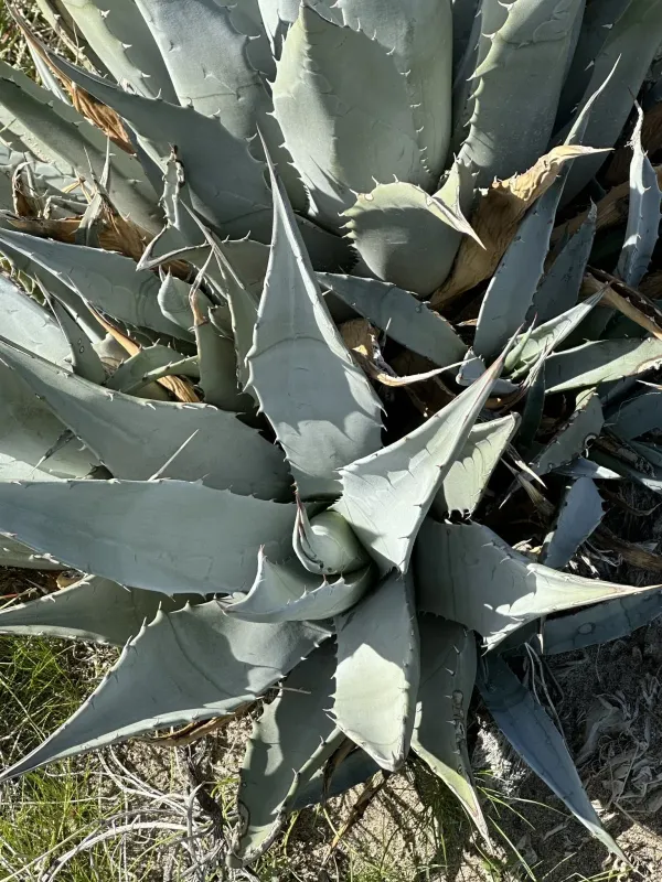 Desert agave