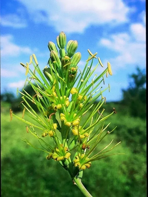 Agave sileri