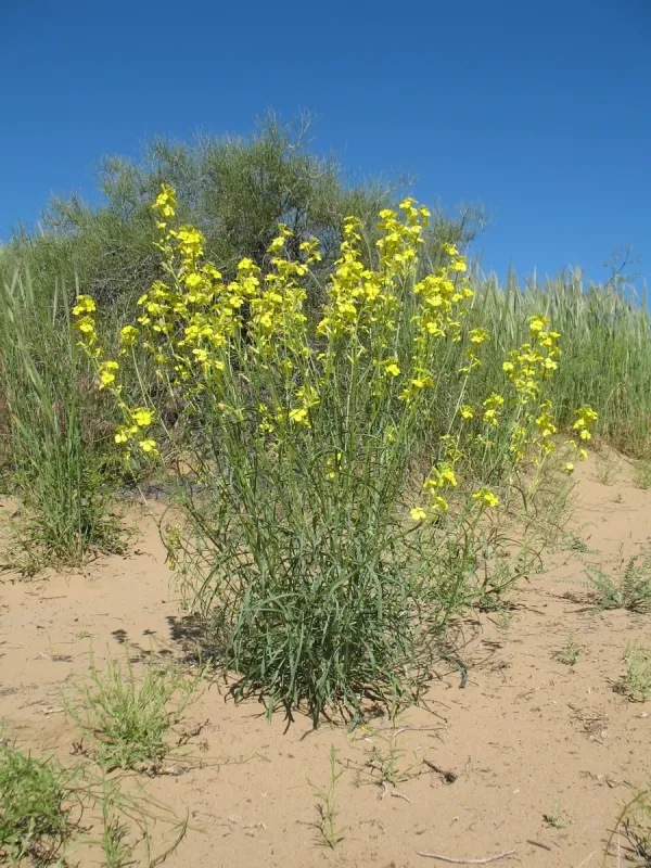 Syrenia montana