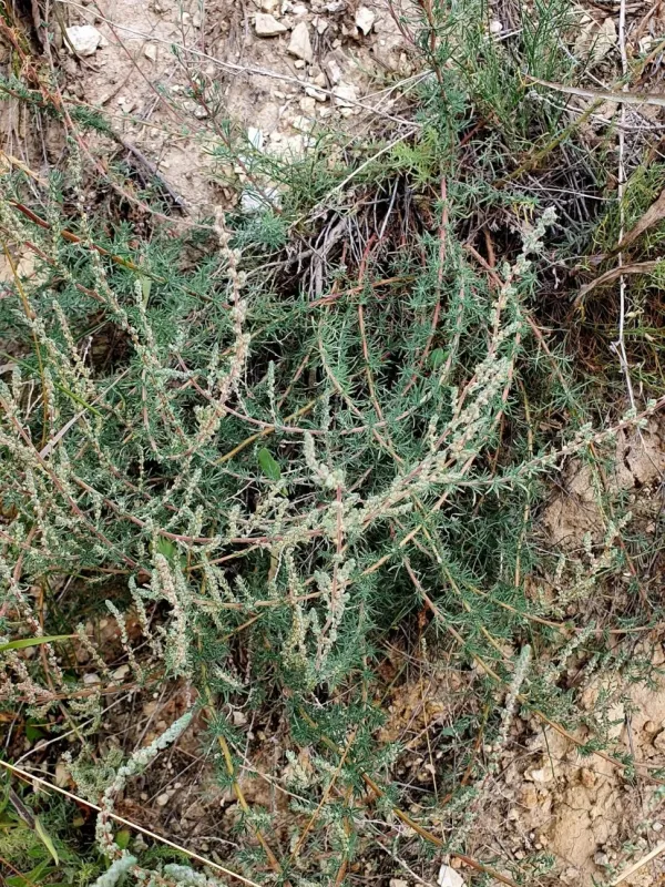 Larch-leaved saltwort