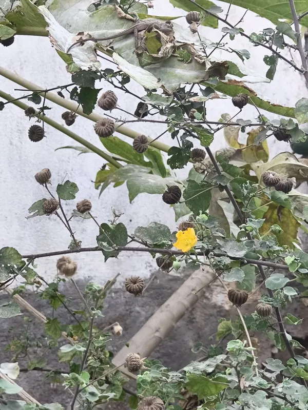 Abutilon x hybridum