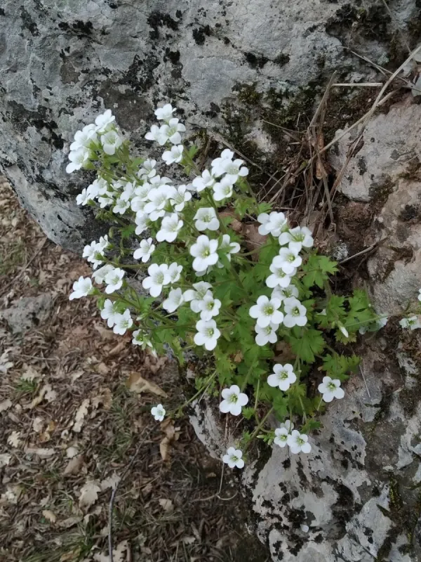 Saxifraga irrigua