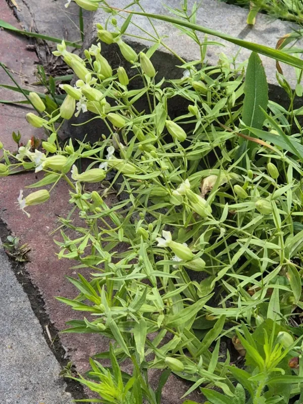 Silene procumbens