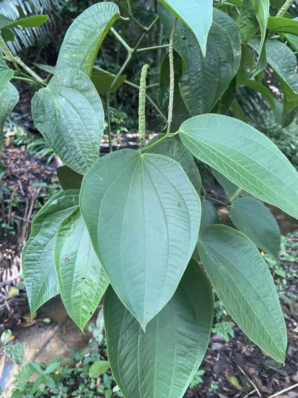 Piper reticulatum