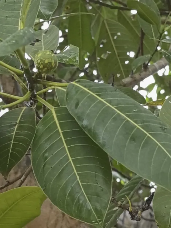Ficus insipida