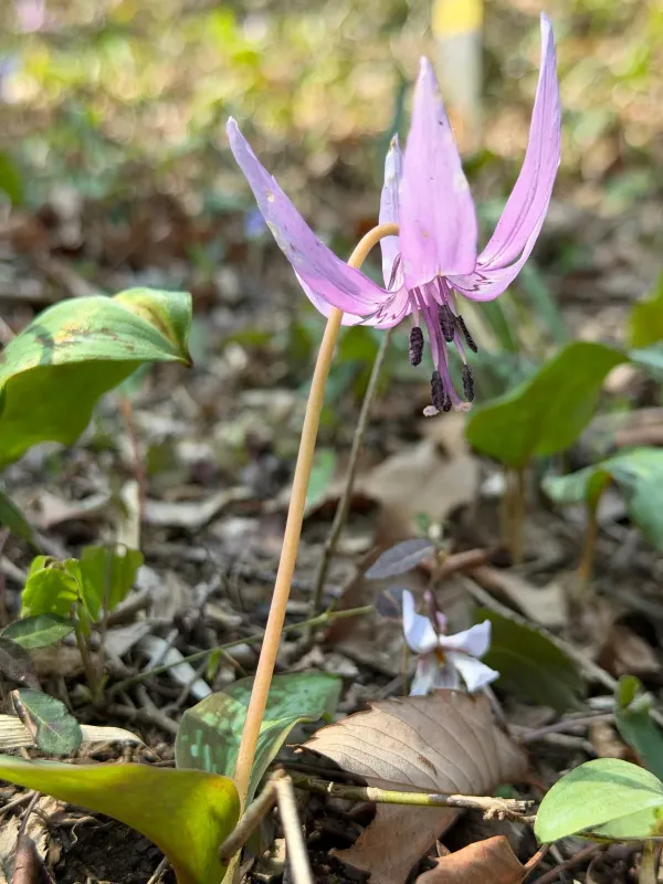 Dogtooth violet