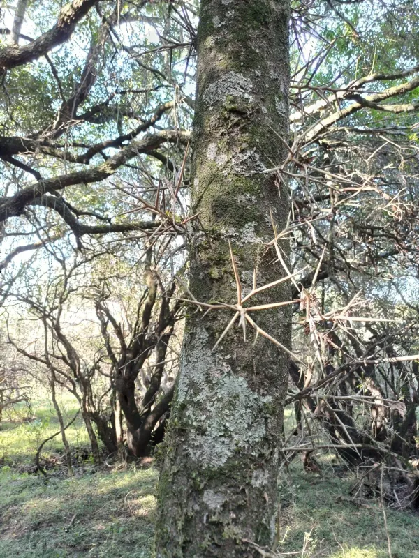 Gleditsia amorphoides