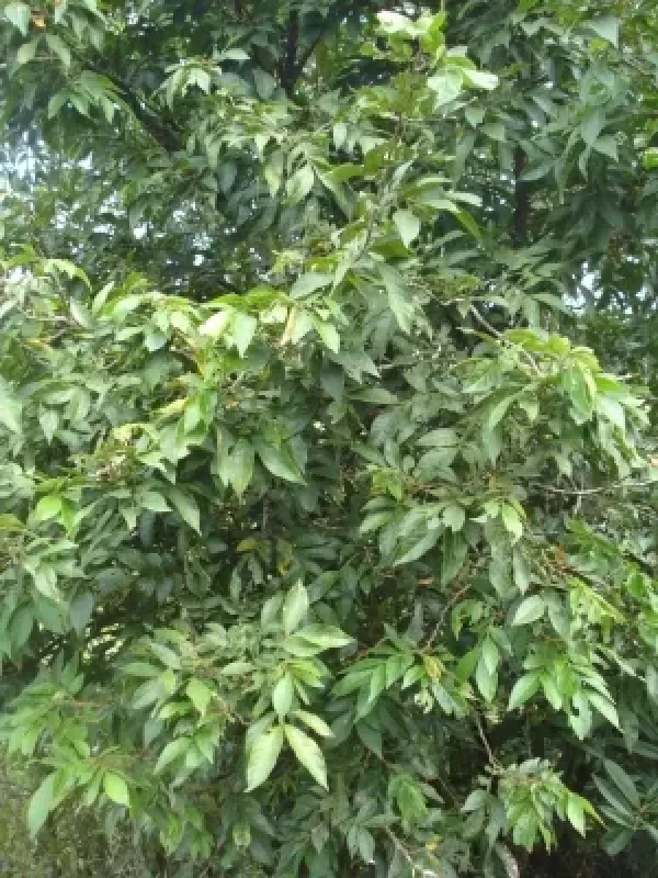 Inga semialata