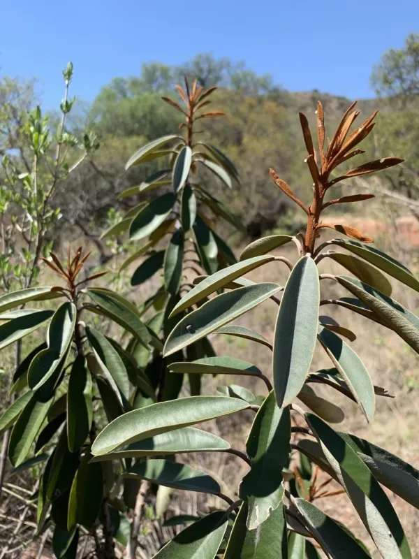 Englerophytum magalismontanum