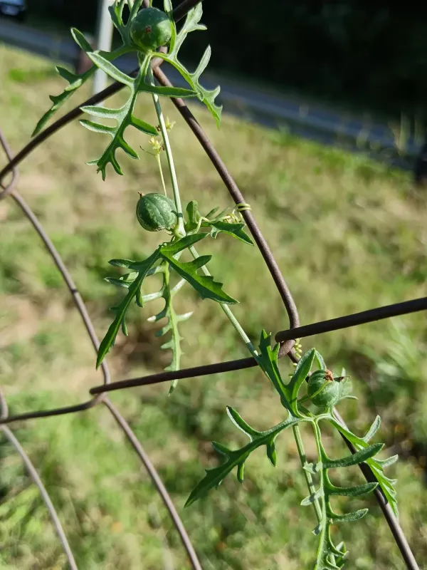 Kedrostis africana