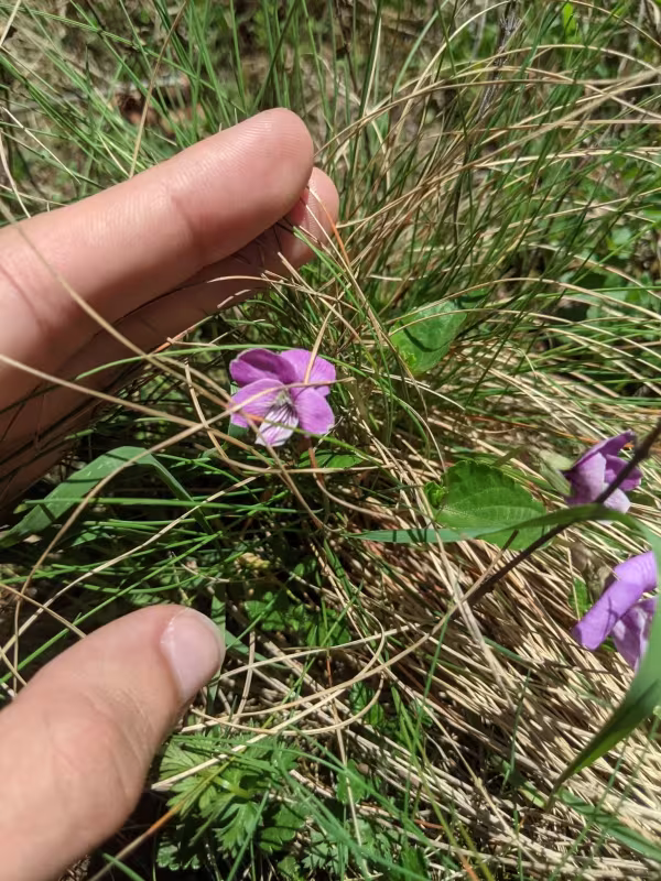 Viola jooi
