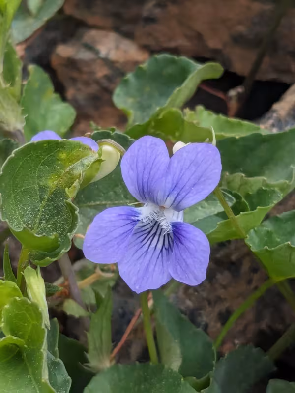 Viola sieheana