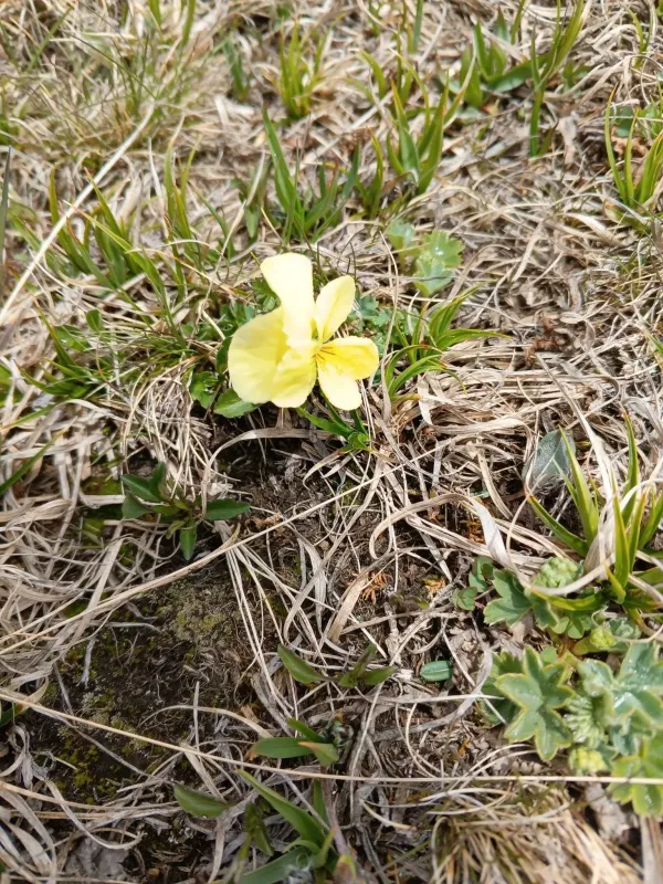 Mountain violet