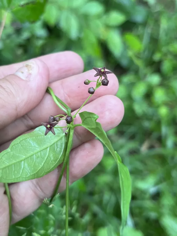 Vincetoxicum scandens