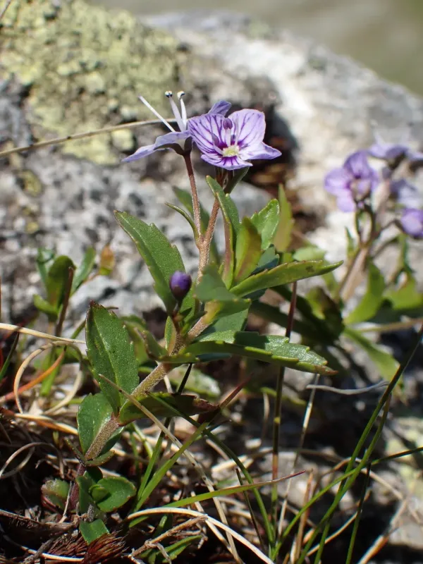 Veronica baumgartenii
