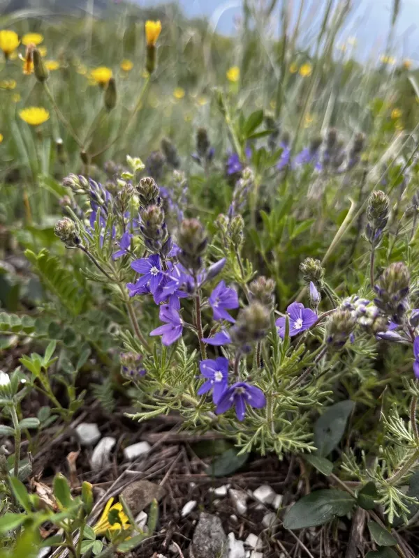 Veronica capsellicarpa