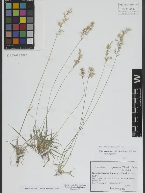 Rigid oat grass