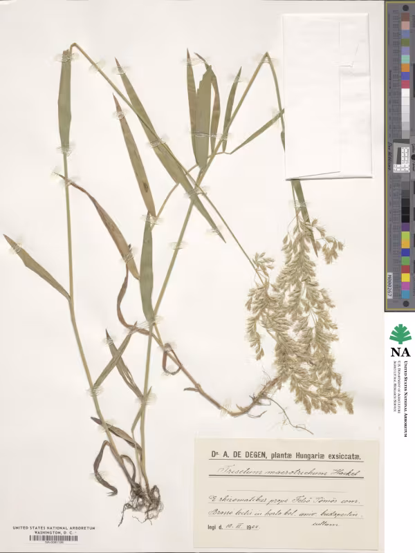 Trisetum macrotrichum