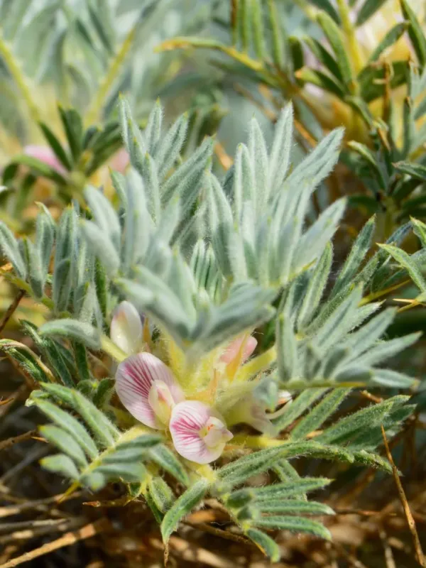 Spiny tragacanth