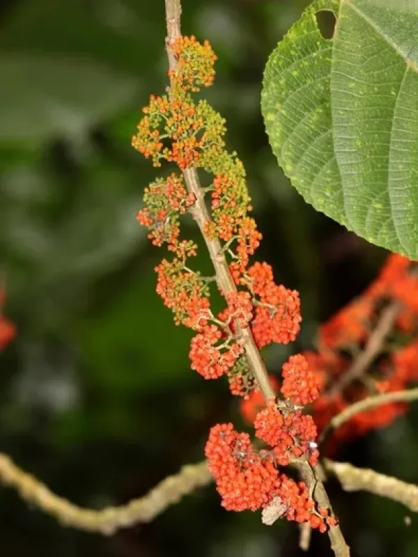 Gyrotaenia crassifolia