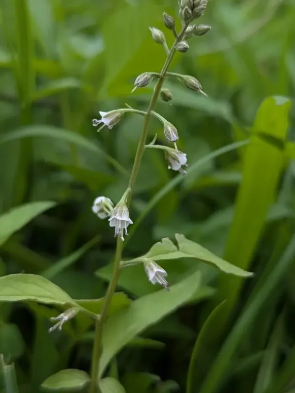 Lysimachia decurrens