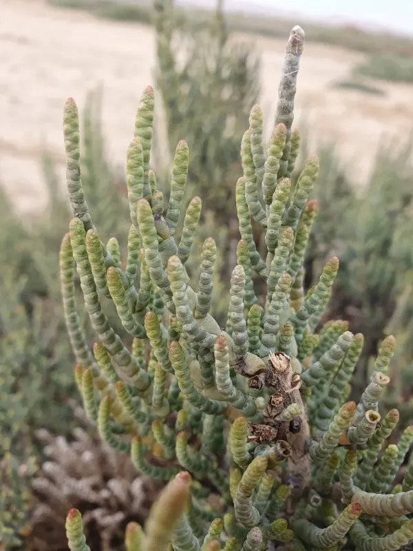 Arthrocaulon macrostachyum