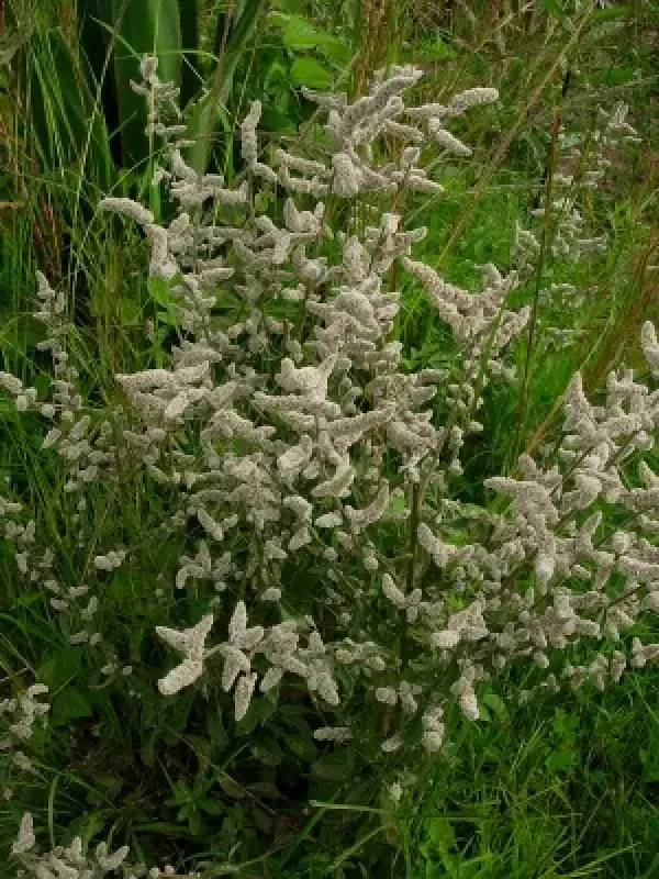 Aerva glabrata