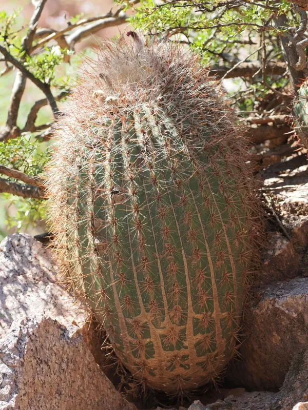 Denmoza rhodacantha