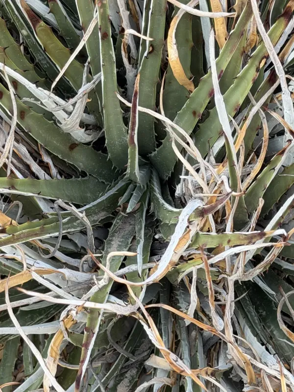 Hechtia texensis