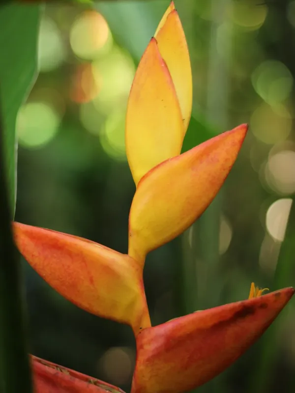 Heliconia